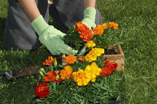 Seasonal hedge care and shaping in Southfields