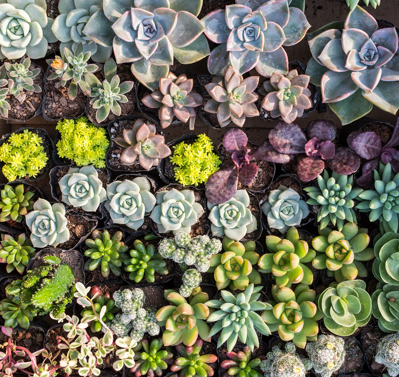 landscape design garden